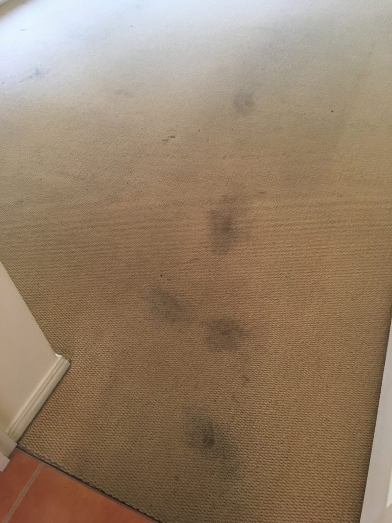 Carpet Cleaning Gladstone at Richard Doolittle blog